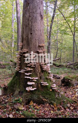 Autumnal fungus grows over old dead spruce tree stump, Bialowieza Forest, Poland, Europe Stock Photo