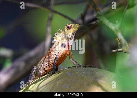 Katussa hi-res stock photography and images - Alamy