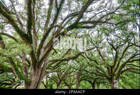 Historic Oak Alley Plantation in Vacherie, Louisiana Stock Photo