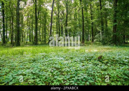 Poverty Point National Monument, the largest earthworks site found in Louisiana Stock Photo