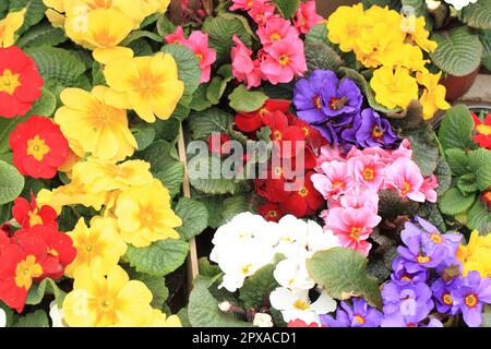 spring polyanthus flowers as very nice natural background Stock Photo