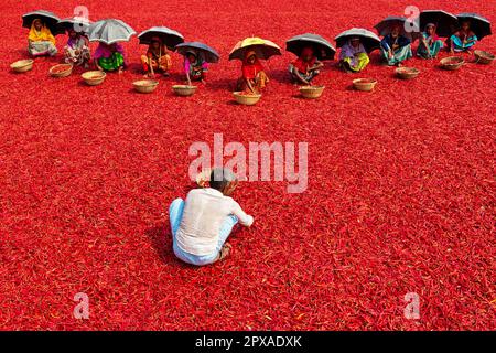 Rajshahi, Bangladesh. May 2, 2023, Bogra, Rajshahi, Bangladesh: Rows of workers shelter under umbrellas from the scorching heat as they painstakingly sort through a red carpet of millions of chili peppers in Bogra, Bangladesh. There are around a staggering 1 million chillies surrounding the workers who sort them one by one. The dried & sorted chillies are then packaged and taken to the local market where they are brought mainly by companies to be made into chili powder. Credit: ZUMA Press, Inc./Alamy Live News Stock Photo
