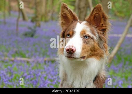 A tri coloured red merle border collie stood in bluebell woods, Surrey, UK. Stock Photo