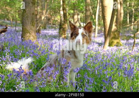 A tri coloured red merle border collie stood in bluebell woods, Surrey, UK. Stock Photo