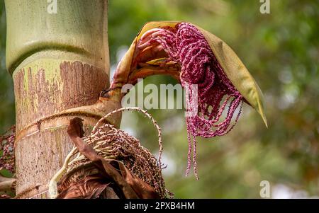 Close-up opening inflorescence of Bangalow palm (Archontophoenix cunninghamiana), splitting open to reveal lilac flowers. Rainforest, Qld, Australia Stock Photo