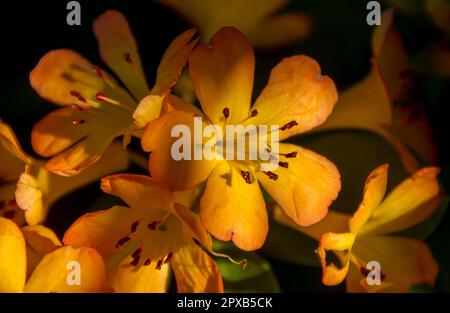 Cluster of pale orange flowers of popular shade plant, clivia miniata, in an Australian garden in Queensland in spring. Originated in South Africa. Stock Photo