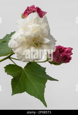 Closeup view of white hibiscus mutabilis flower aka Confederate rose or Dixie rosemallow with pink wilted blossoms isolated on white background Stock Photo