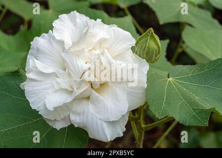 Closeup view of fresh white hibiscus mutabilis flower aka Confederate rose or Dixie rosemallow with leaves and bud outdoors in tropical garden Stock Photo