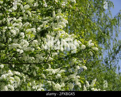 lush white flowers, bird cherry blossoms background Stock Photo