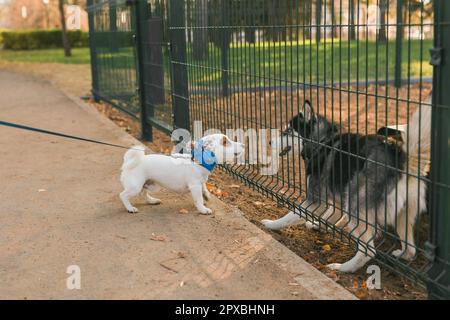 Dog jack russell terrier and husky funny playing together outdoors in dogs playground at sunny spring Stock Photo