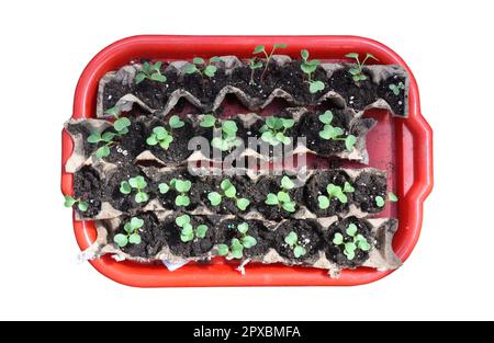 Radish seedlings in trays on a tray, isolated on a white background. Stock Photo