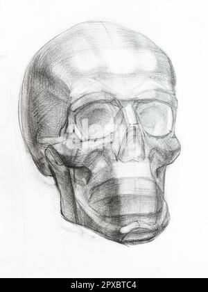 academic drawing - gypsum model of human skull hand drawn by regular pencil on white pape Stock Photo