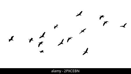 flock of birds backlit isolate Stock Photo