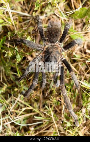 Big scary spider, tarantula family hunting at night. Tarantula (Sericopelma melanotarsum). Curubande de Liberia, Costa Rica wildlife Stock Photo