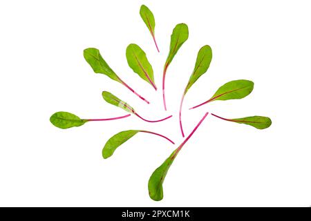 Overhead view of fresh swiss chard leaves isolated on white background Stock Photo