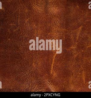 Genuine cowhide texture close up, useful as background for any design work Stock Photo