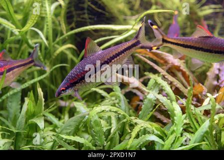 The dwarf rainbowfish (Melanotaenia praecox), endemic to the Mamberamo River basin in West Papua in Indonesia Stock Photo