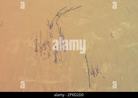 Sand, kelp and seashells background. Human footprints. Beach after heavy rain. Natural brown material after the storm. Long algae are thrown by water Stock Photo