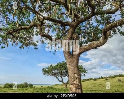 A beautiful sausage tree Kigelia africana in the savannah of Kenya in  Africa. 23772663 Stock Photo at Vecteezy