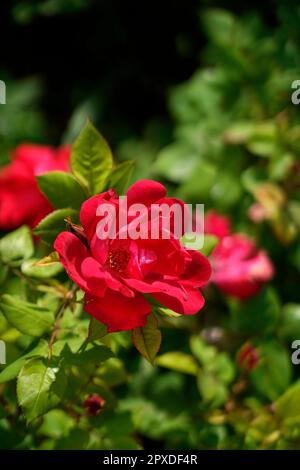Rosa Gallica, Rosa francese, rosa di Provins, flowering plant ...