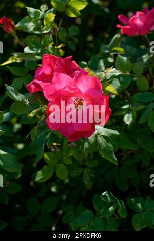 Rosa Gallica, Rosa francese, rosa di Provins, flowering plant ...