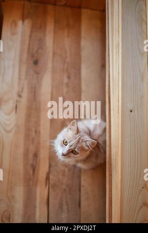 Small orange cat on wood background looking bottom up Stock Photo