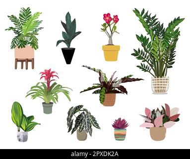 Indoor plants vector illustrations set on white. Stock Vector