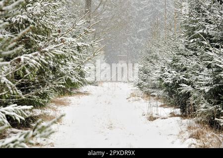 Snowy coniferous in southern Germany, image as background, wallpaper, photo with details Stock Photo