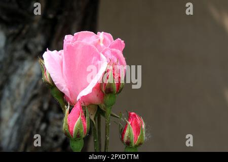Rosa Queen Elizabeth, pink Grandiflora rose cultivar Stock Photo