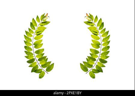 leaf vine circle isolates on a white background Stock Photo