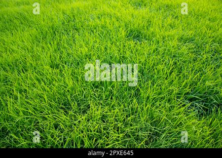 Green Rice seedlings plant texture background wallpaper Stock Photo