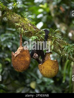 A Black Capuchin Monkey (Sapajus nigritus), endemic to the Atlantic Rainforest of SE Brazil, feeding on Jackfruit Stock Photo