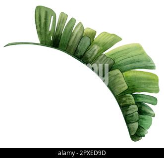 Watercolor green tropical palm leaf, side view. Hand drawn illustration. Botanical exotic leaf of banana plant monstera Stock Photo