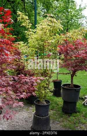 Different types of Maple Plants, Orticola the Market Exhibition of unusual, rare and ancient flowers, plants and fruits at the Montanelli Public Garde Stock Photo