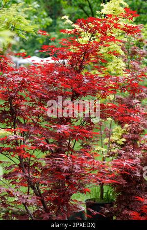 Different types of Maple Plants, Orticola the Market Exhibition of unusual, rare and ancient flowers, plants and fruits at the Montanelli Public Garde Stock Photo