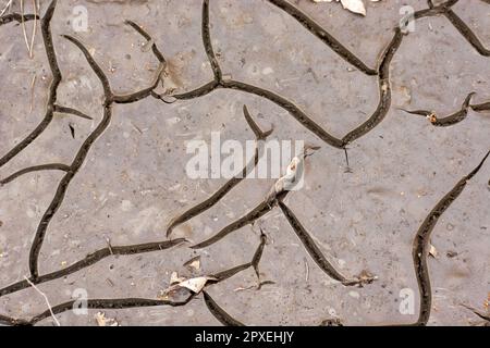 Top view on the cracked mud slime, natural abstract background Stock Photo
