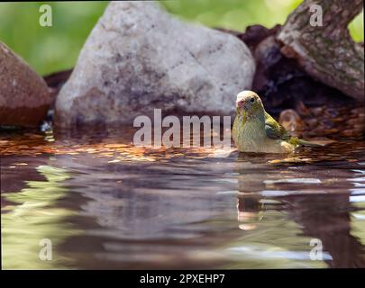 A beautiful female Painted Bunting bird stands perched on a rock in a tranquil pond surrounded by lush green vegetation Stock Photo