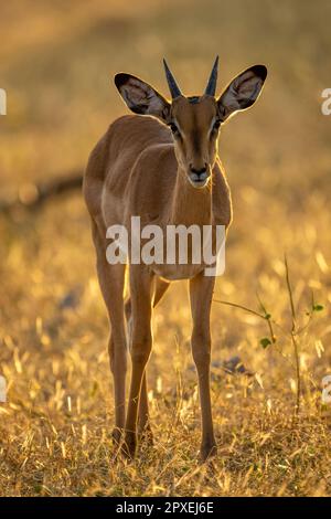 Backlit young male impala stands facing camera Stock Photo