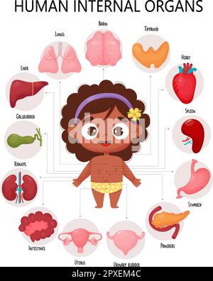 Anatomy human body. Infographic with cute black ethnic girl. Visual diagram healthy internal female organs, names and locations. Medical poster in car Stock Vector