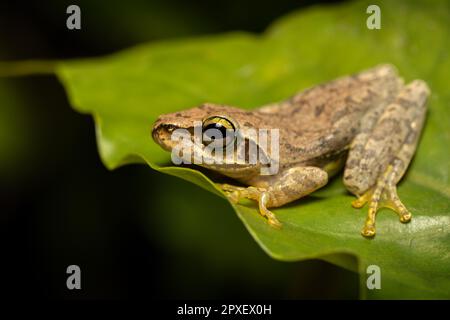 Boophis tephraeomystax, endemic species of frog in the family Mantellidae. Ranomafana National Park, Madagascar wildlife animal Stock Photo