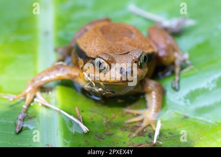 Dyscophus guineti, false tomato frog or the Sambava tomato frog, is a species of frog in the family Microhylidae, Reserve Peyrieras Madagascar Exotic. Stock Photo