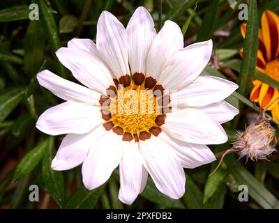 White and yellow Indian flower, unfocussed base. Macro photography, detail of the parts of the flower. Ismelia carinata Stock Photo