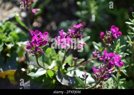 purple rock cress flowers Stock Photo