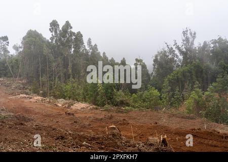 Madeira, Portugal - July 22 2021. Area with fallen trees harvested for commercial use of forest. Stock Photo
