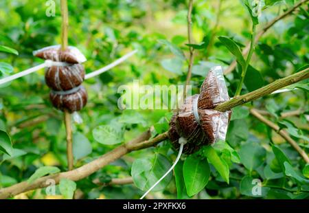 Air layering a lime tree branch in an organic garden. Air layering plant propagation. Organic agriculture farm. Orchard propagation. Lime tree with gr Stock Photo