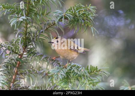 A closeup of a Common Firecrest (Regulus ignicapilla) on a trunk of a tree against a blurred background Stock Photo