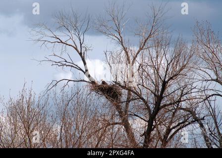 Nesting Bald Eagle Stock Photo