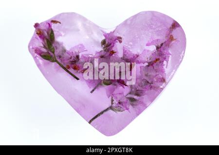 Delicate pink flowers frozen in an ice heart. Stock Photo