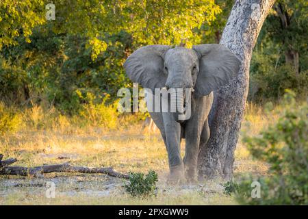 Elephant bull, (Loxodonta Africana), charging, angry spreading his ears. Caprivi Strip, Namibia, Africa Stock Photo
