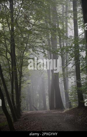 Morgennebel, Wald, nebel, morgen, waldweg, forstweg, natur, neblig, baum, bäume, weg, morgens, wetter, sommer Stock Photo